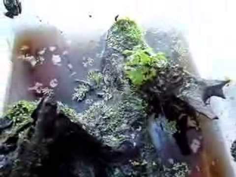 Разведение лишайниковых веслоногов (Theloderma corticale) | Vietnamese Mossy Frogs breeding
