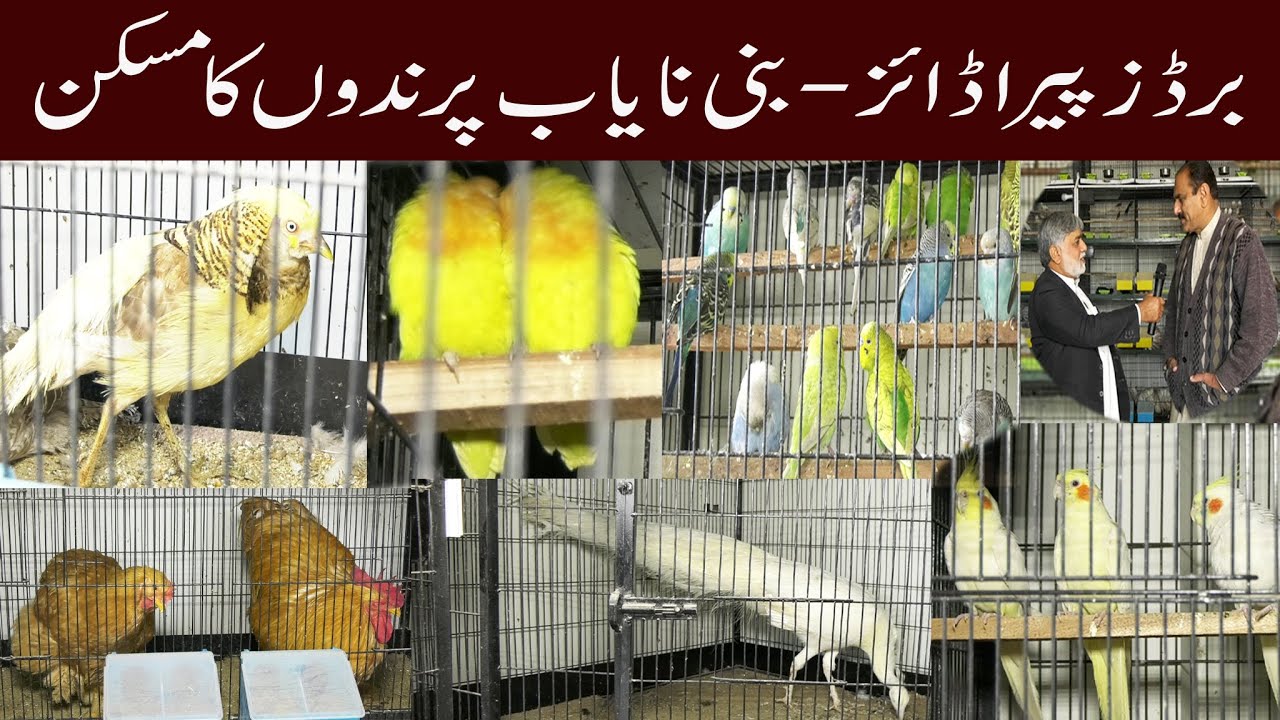 birds-paradise-the-biggest-pet-shop-in-multan-pet-farming-youtube