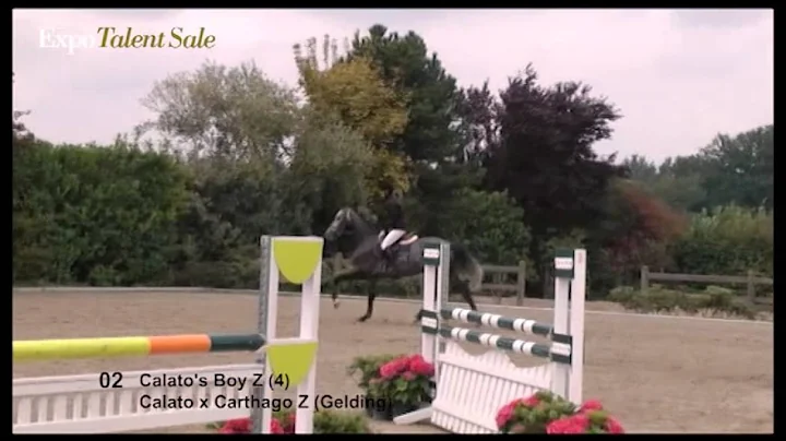 2. Calato's Boy Z (Calato x Carthago Z)