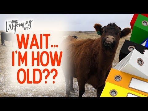 Video: Waarom opnemen in Wyoming?