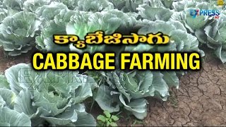Good Income in Cabbage Farming | Paadi Pantalu | Express TV