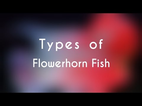 Flowerhorn مچھلی کی اقسام