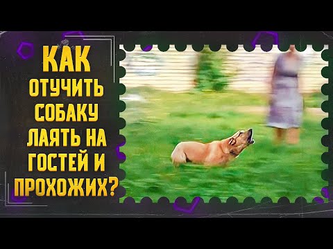 Как отучить собаку лаять на гостей и прохожих на улице (Эмма)