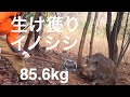 【生け獲り】狩猟 イノシシ85.6kg 生け捕り捕獲 capture the wild boar alive hunting 【English subtitles】