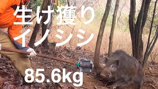 capture the wild boar alive hunting