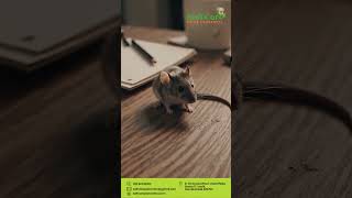 # 📌 Why Pests Increase During Monsoon?