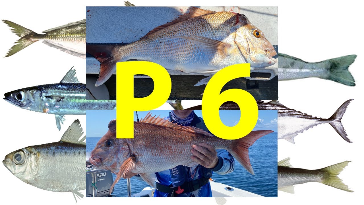 How to Catch More/Bigger Fish – P6 Rod, Reel & Rig for Live Bait - YouTube