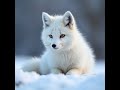 some animals are masters of survival (Part 506)