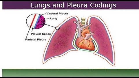 Medical Coding Guide to Lungs and Pleura Procedures