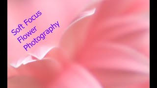 How to Create Artistic, Dreamy, Soft Focus Flower Photography screenshot 3