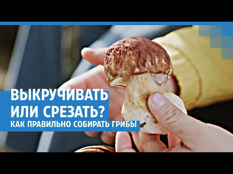 Выкручивать или срезать? Объясняем, как правильно собирать грибы| NGS.RU