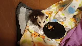 We found a 3 month old Opossum and named her Zippy!