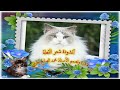 أنشودة شعر القطة