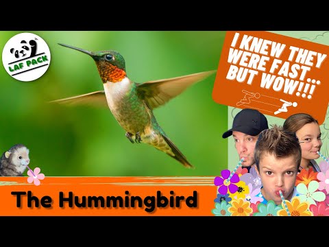 Video: Dove migrano i colibrì dal mento nero?