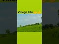 Desi villege life desi village life rajasthan india saini viral trending farming farmer 