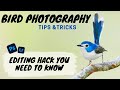 Editing Hack you NEED to KNOW! - Bird Photography Tips & Tricks - Jan Wegener