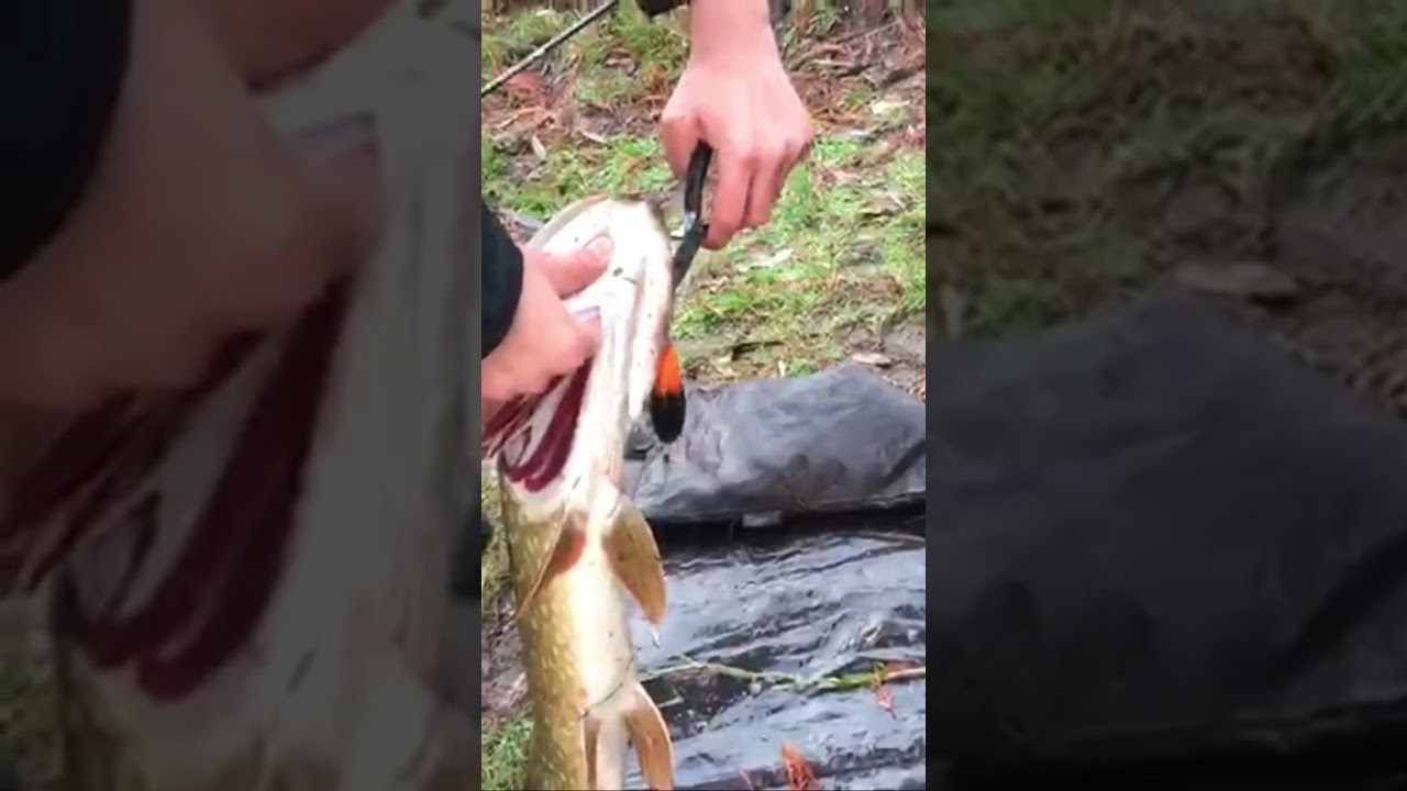 Nice big pike on a crackbait-mooie grote snoek op een plug 