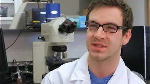 Glutamatergic Neurons Specification from Stem Cells