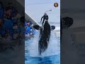 جيسيكا و الأوركا جيسيكا Jessica Viral Orque Vi اكسبلور Orca Radcliffe 