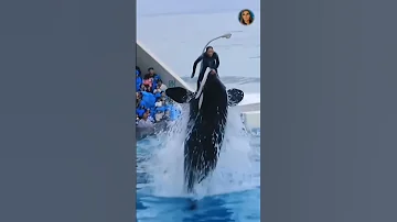 جيسيكا و الأوركا جيسيكا Jessica Viral Orque Vi اكسبلور Orca Radcliffe 
