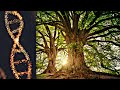 528 hz frequency repairs your dna  nature  birds sounds