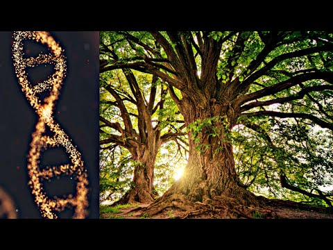 528 Hz Frequency
