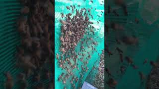 Beekeeping Life / Inside The Hive Work 🐝🍯 #Shorts