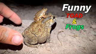 The first funny frog & toads | Toad jump flying for fun | Funny big frog collection by Animal Frog Survival 3,065 views 2 days ago 2 minutes, 18 seconds