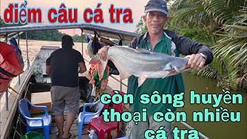 Câu cá tra sông địa điểm câu lý tưởng nhiều cá tra khủng/sống và đam mê
