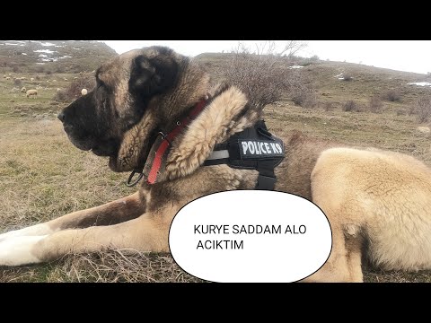 DAĞDA YAŞAM YOK BÖYLE KANGAL TÜRKİYE DE ENDER BİR KÖPEK