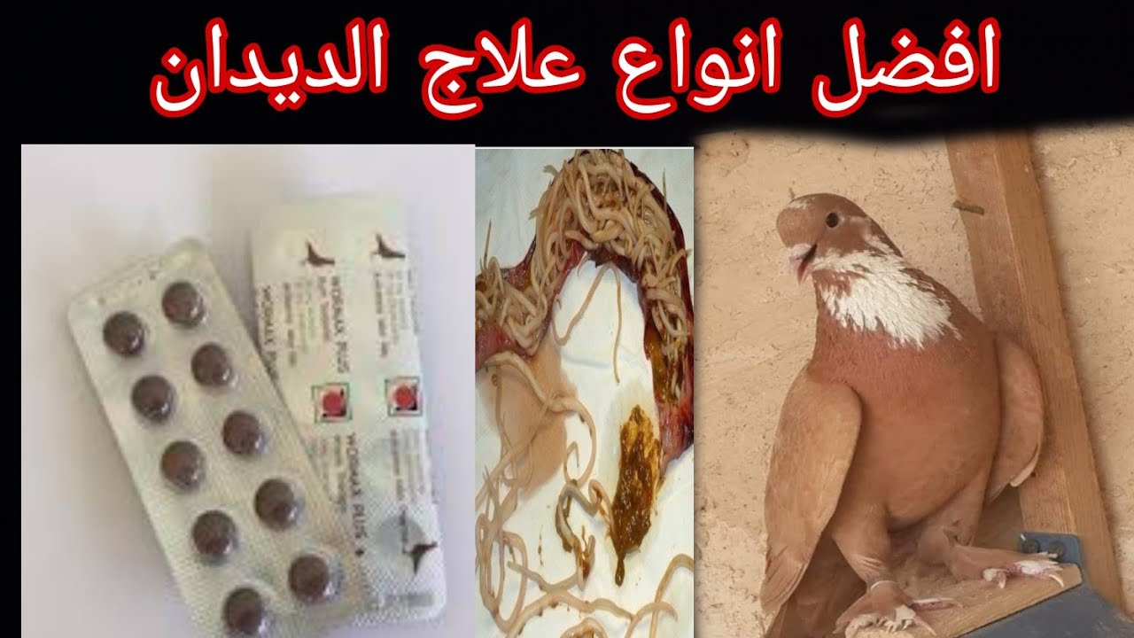 طريقه استخدام علاج الديدان عند الحمام خطوه بخطوه لطيور الاحمر