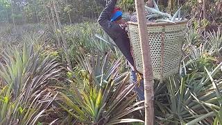 Cara panen nanas prabumulih