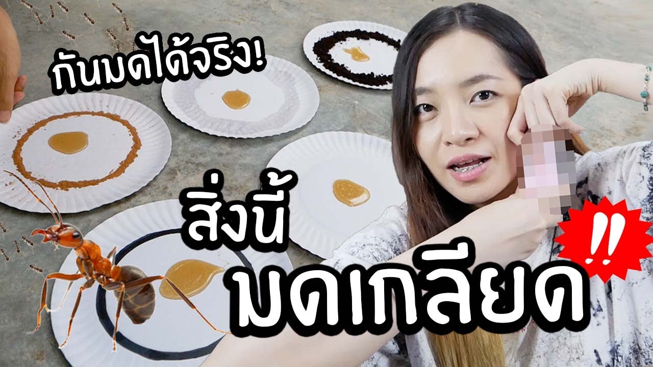 มดเกลียดสิ่งนี้! สิ่งนี้ป้องกันมดได้จริงหรอ? (หาได้ง่ายๆในบ้าน)