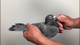 Meulemans 571