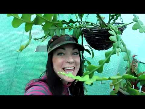 Βίντεο: Fishbone Cactus: Πληροφορίες σχετικά με την καλλιέργεια Ric Rac Orchid Cactus