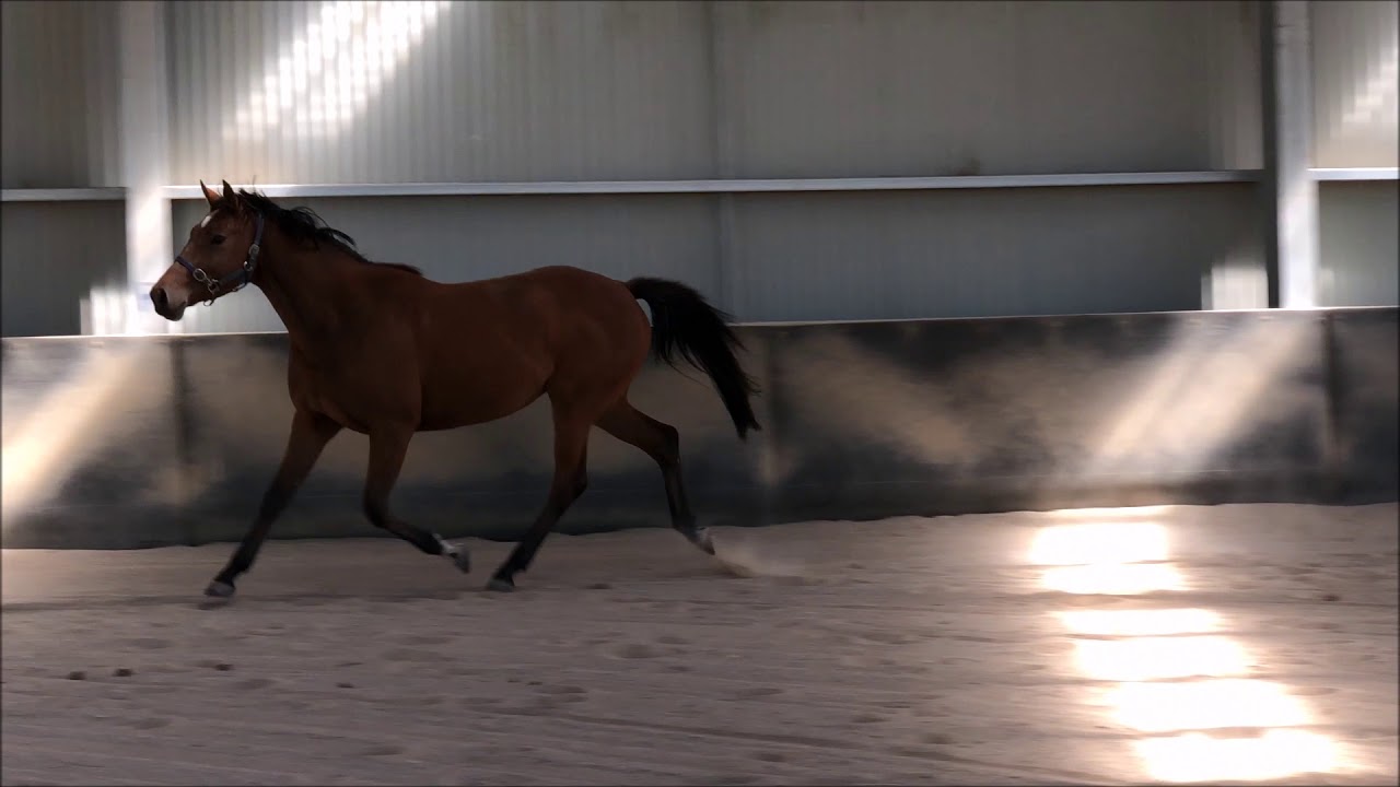 ultrascan ballymount