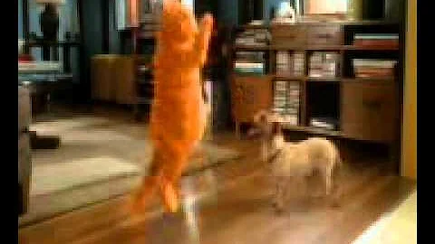 Video 423711: cat dog fun animal, funny cats dogs