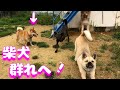 保健所から来た噛む柴犬ねねちゃん群れに入れていきます！Animal Rescue Nursing