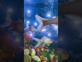 #fish #aquariumfishmarket #aquarium #exoticaquariumfish #aquariumfish #fishbowl #fishtank