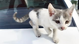 Kittens exploring the top of the car with their mama cat