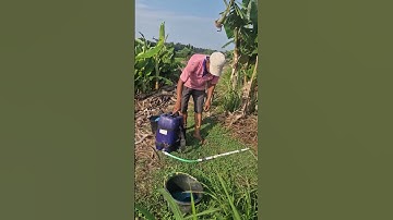 The process of irrigating rice fields with special tools -Agriculture farming #shorts