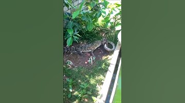 Crocodile vs Python #shorts