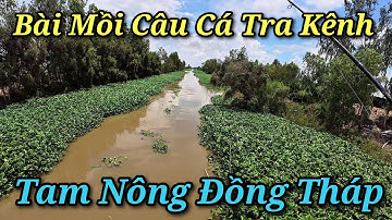 Câu cá tra kênh tại Tân Công Sính Tam Nông Đồng Tháp với Mồi Câu Cá Kể