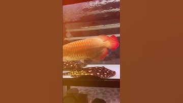 Huyết long Sepauk 03 năm tuổi #carongxachtay #carong #huyetlong #sepauk #iloveanimals