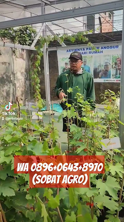 TIPS JITU MEMBELI BIBIT ANGGUR IMPOR !!!