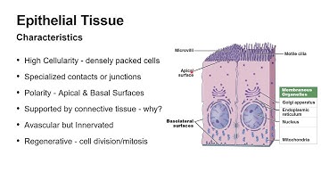 A&P 1 - Chapter 4 - Dr Snyder