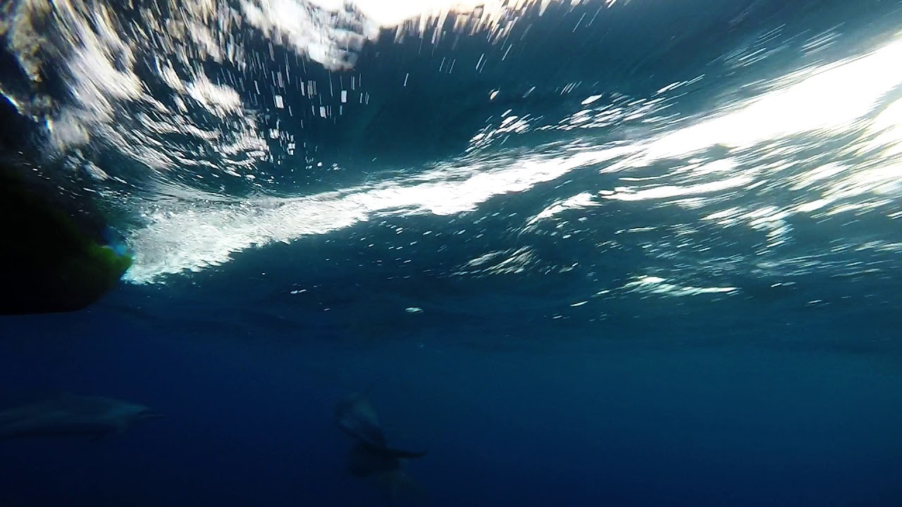 Dauphins a l proue du SIDERAL