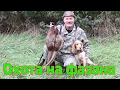 Три разных выстрела по фазанам. Pheasant hunt