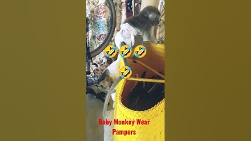 Monyet Pakai Pampers II Cute Monkey II Cute Baby Monkey Wearing Diapers II Cute Monkey with Kitten