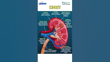 Human Excretory System | Kidneys | CAIE|IGCSE BIOLOGY #igcse #igcsebiology #cambridge #ibdp #caie